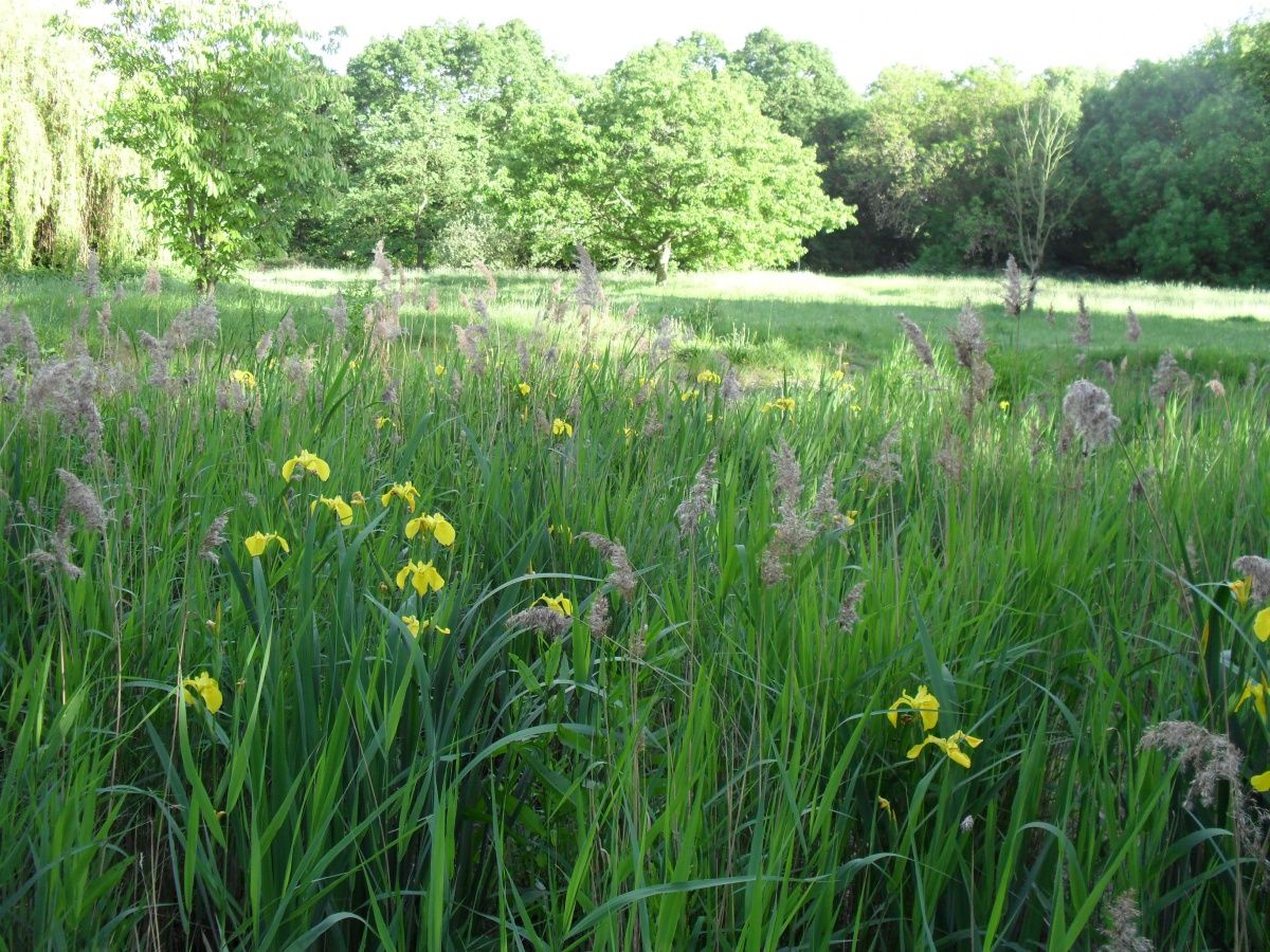 Section of Barnes common